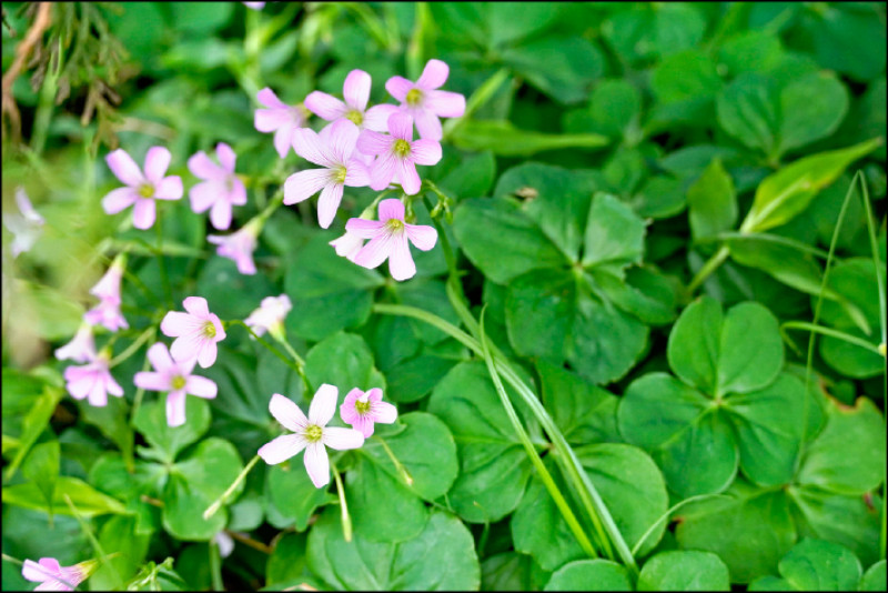 酢漿草叢集密長，但高度頂多10公分。