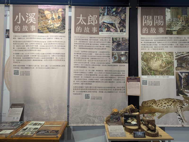 關注石虎、遊蕩犬貓議題，2團體打造聯展呈現困境。（主辦單位提供）