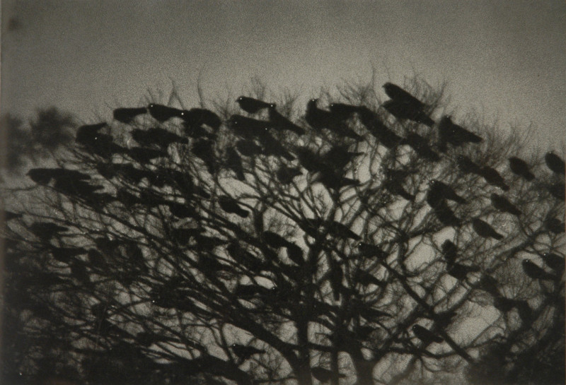 日本攝影大師深瀨昌久經典作品之一，透過鴉群與樹枝交織的畫面，映射存在與凝視的詩性重量。（亞太連線藝術提供）