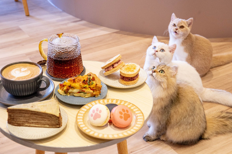 預訂住房專案即享擼貓下午茶，跟可愛的貓咪們共度甜蜜又療癒的午後時光。（宜蘭綠舞國際觀光飯店提供）