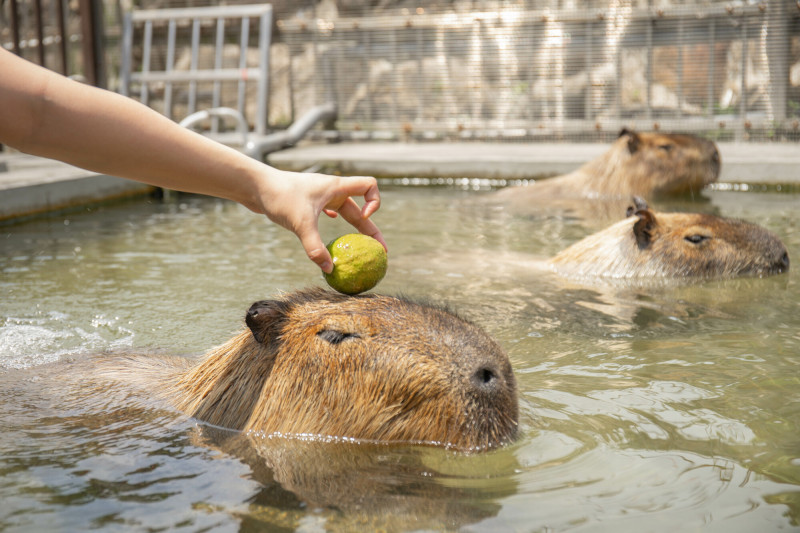 大人小孩最愛的水豚餵食互動，享受被萌寵包圍的幸福感。（宜蘭綠舞國際觀光飯店提供）
