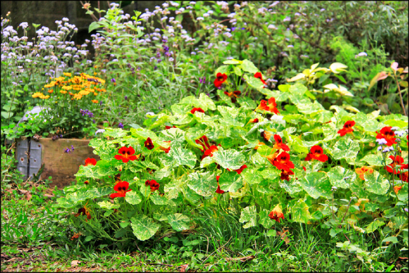 花時間 引春光入屋