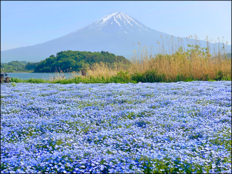 在周邊有上千人的河口湖大石公園耐心等待，縮小鏡頭也能拍到近乎無人的富士山與粉蝶花花海。（劉黎兒攝）
