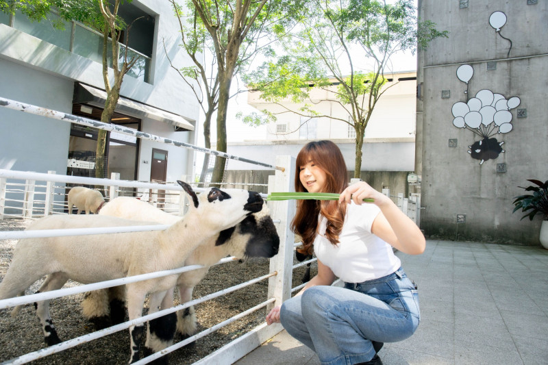 萌寵咖啡廳黑RURU CAFE推出「雙人下午茶餐券」，加贈牧草兌換券，可近距離餵食超可愛瓦萊黑鼻羊及熊貓羊。（宜蘭綠舞國際觀光飯店提供）