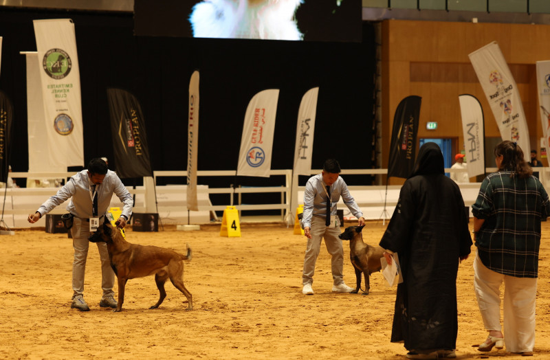獵犬拍賣會現場。（歐新社提供）