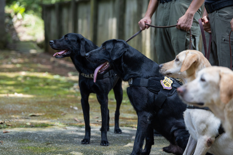 憲兵指揮部K9軍犬。（文總提供）