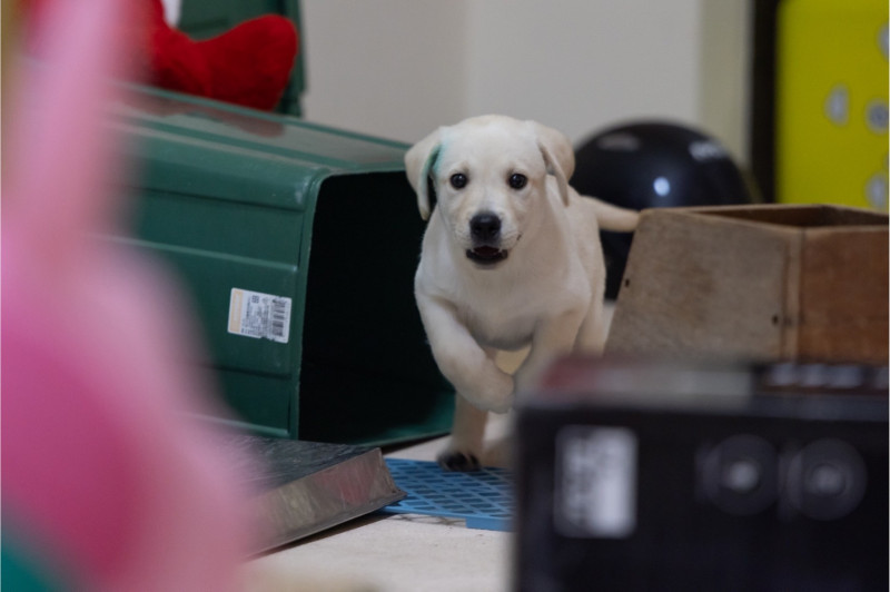 關務署緝毒犬培訓中心設計幼犬嗅覺能力開發訓練。（文總提供）