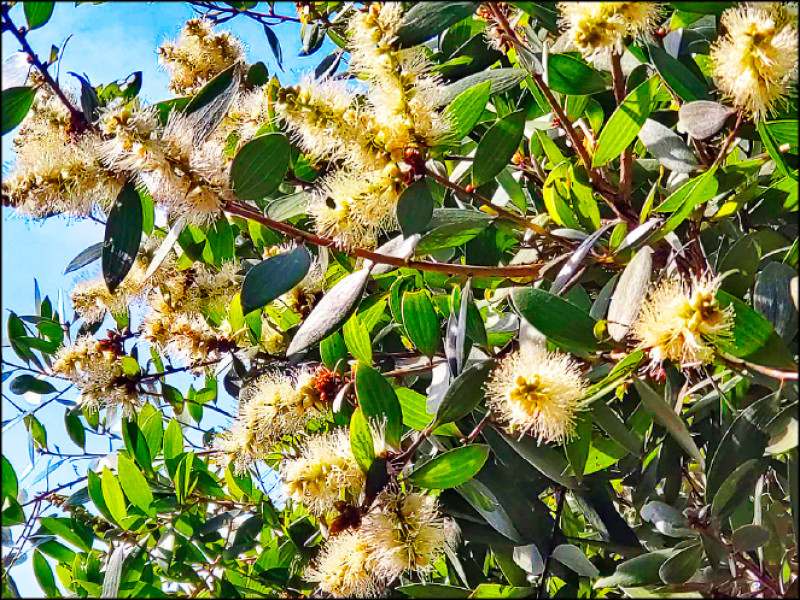秋冬，白千層枝梢綻放出如奶瓶刷般乳白色花穗。