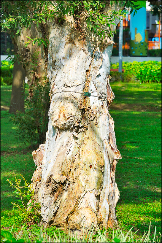 白千層樹皮柔軟而富彈性，層層剝落如海綿。