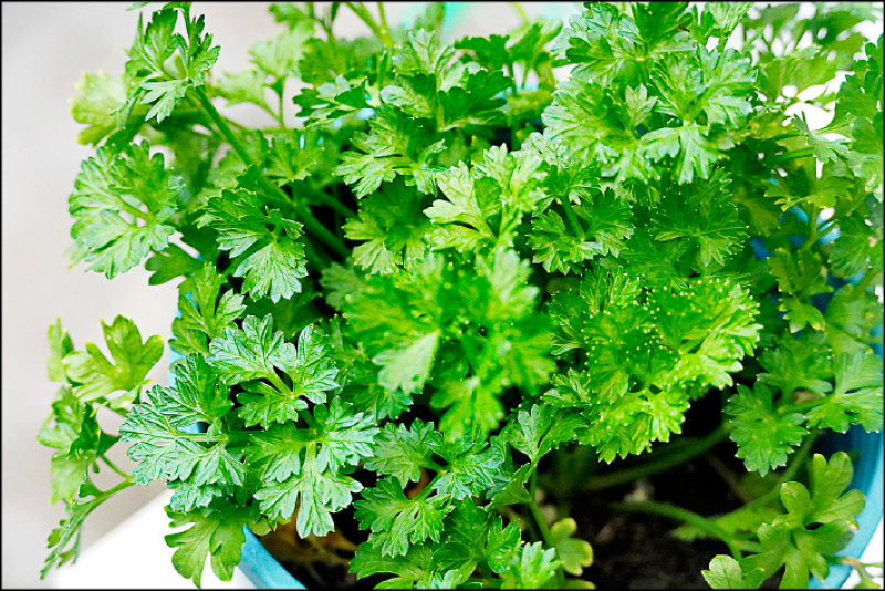 皺葉歐芹葉片細緻捲曲，色澤明亮，味道溫和微苦，交織著青草與胡椒的清香。