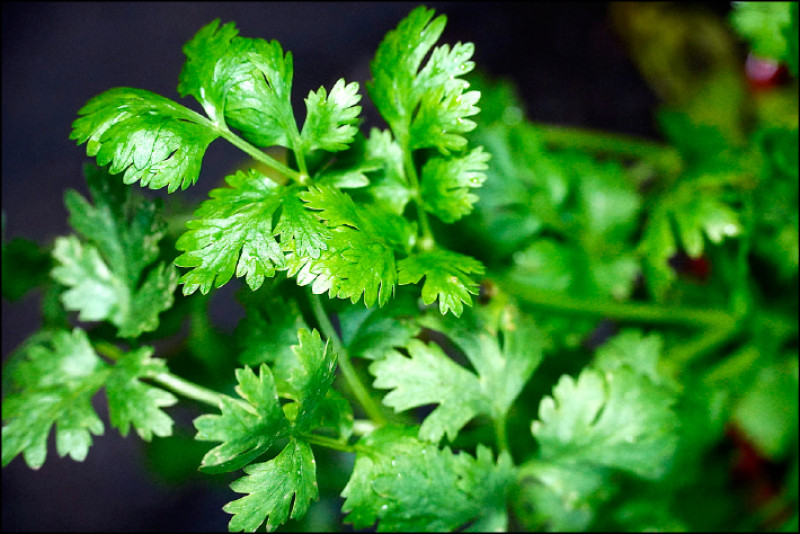 台灣人飲食記憶裡，芫荽是極富個性的香草。