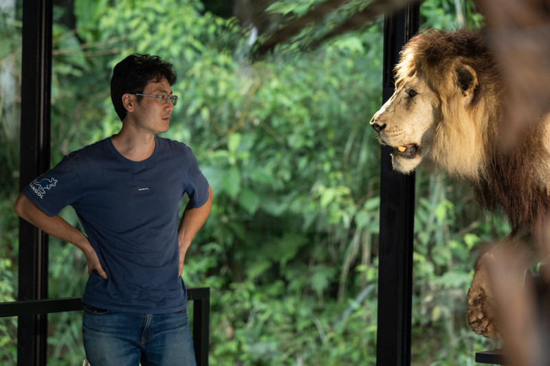 標本師黃雯杰與獅子標本對望。（文總提供）