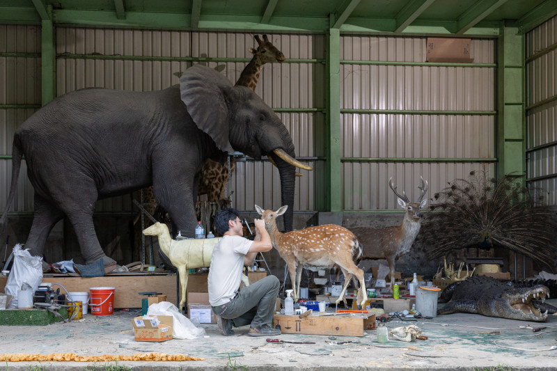 標本師黃雯杰的工作日常。（文總提供）