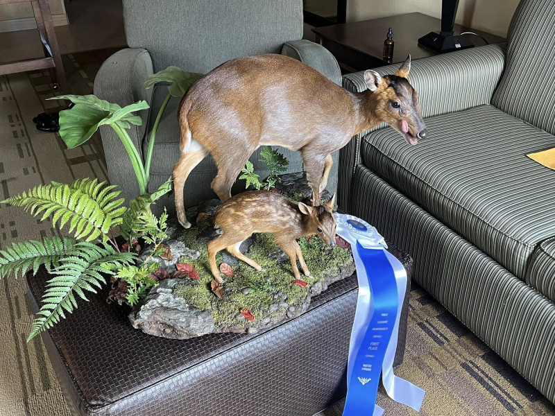 黃雯杰以山羌母子標本榮獲一級藍帶標本師殊榮。（黃雯杰、文總提供）