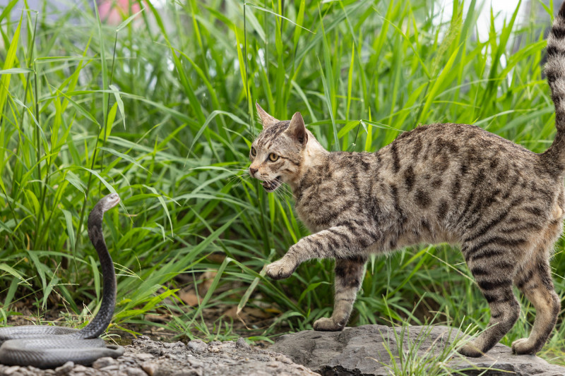 黃雯杰製作的動物標本栩栩如生。（文總提供）