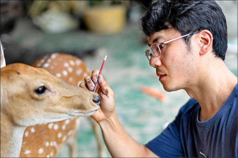 黃雯杰為標本上色。（文總提供）