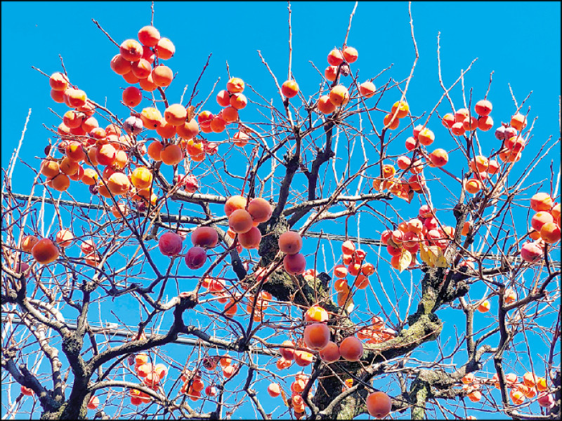 人手不足或去澀費工，許多柿子都不摘，留在樹上成為可以觀賞很久的美景。（劉黎兒攝）
