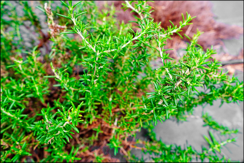 匍匐迷迭香是直立型的自然變種，葉片細小、枝條多分歧。