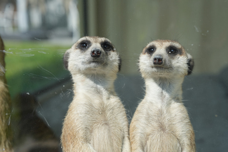 占地2千坪，水豚、鵜鶘、狐獴、笑笑羊等眾多可愛動物，可近距離互動。（麗寶樂園渡假區提供）