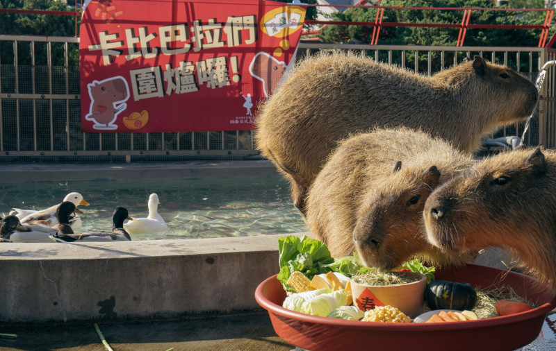 入住綠舞暢遊園區及欣賞眾多萌寵療癒日常，留下難忘的春節回憶。（綠舞國際觀光飯店提供）