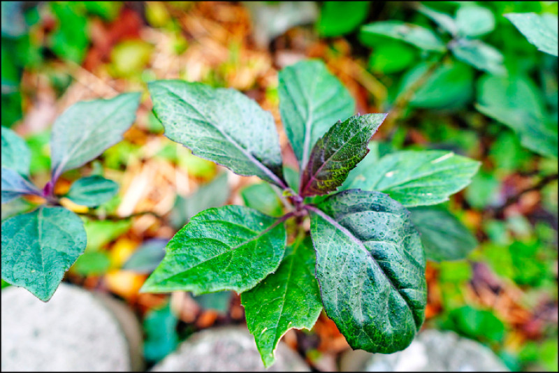 紅鳳菜鐵質與維生素A含量較高，適合補血。