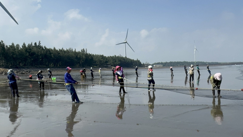 竹南后厝仔牽罟，成首件登錄苗縣「傳統知識與實踐類」無形文資。（苗縣府提供）