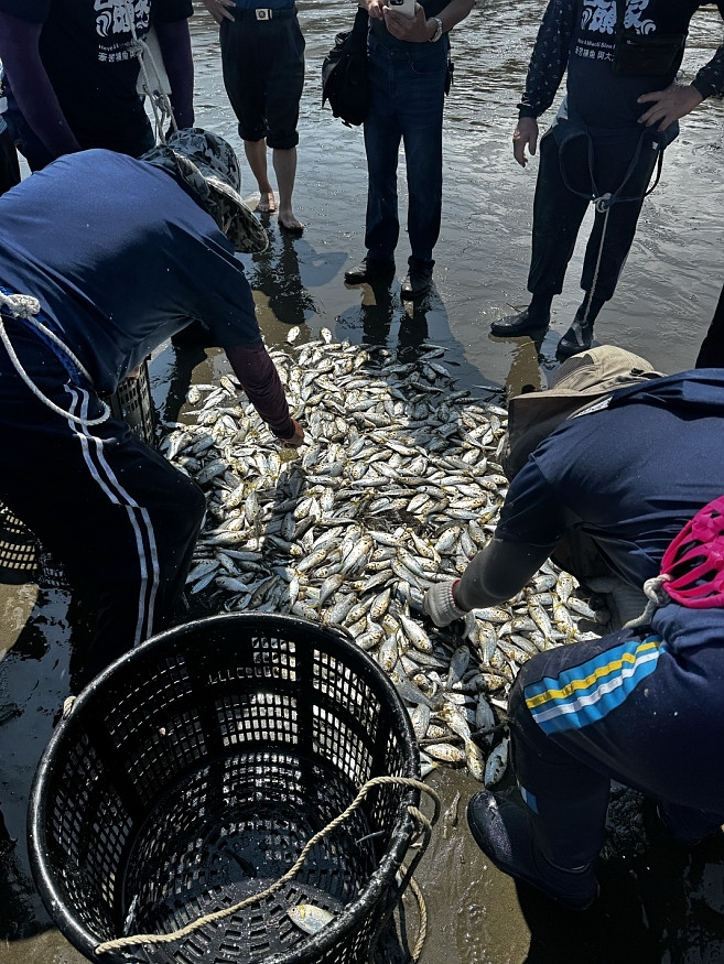 竹南后厝仔牽罟，成首件登錄苗縣「傳統知識與實踐類」無形文資。（苗縣府提供）