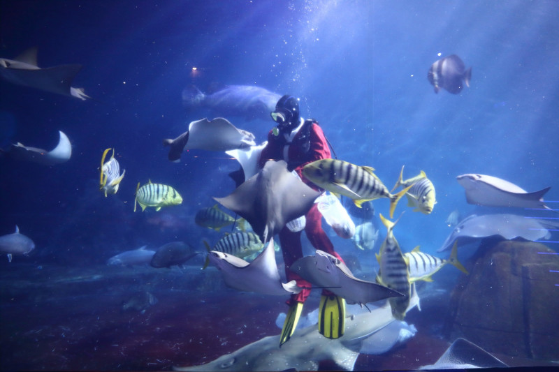 聖誕老公公大洋池奇遇記，化身潛水員與魚群共享節慶饗宴。（遠雄海洋公園提供）