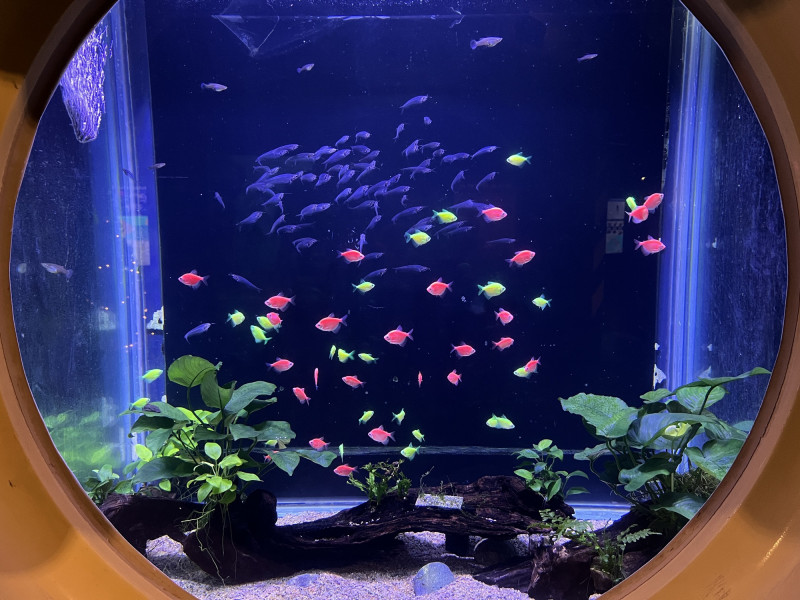 聖誕限定的「磚魚」，與大家一同迎接節日。（遠雄海洋公園提供）