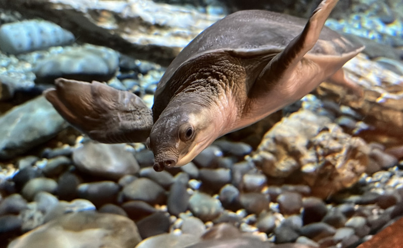 海洋公園新迎來的保育類豬鼻龜加入海洋大家庭。（遠雄海洋公園提供）