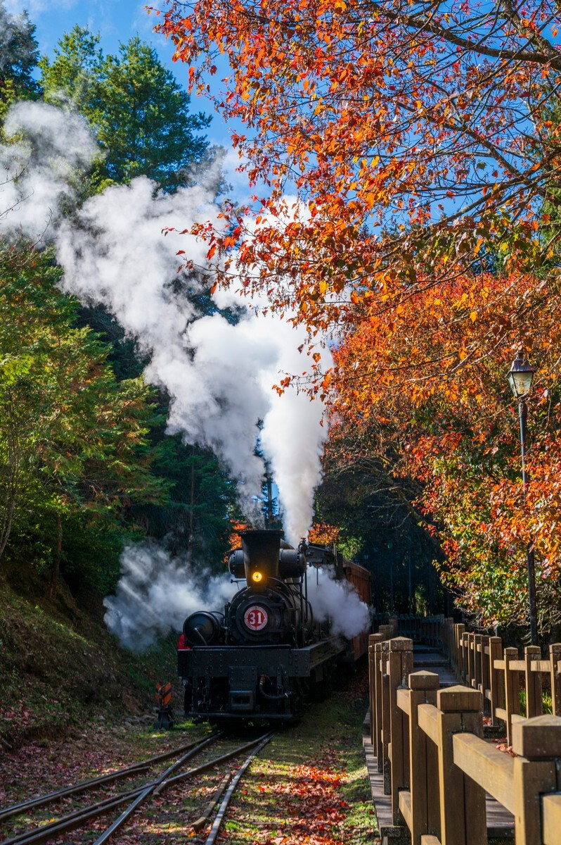 SL31號機關車與楓紅同框美景。（黃源明提供）