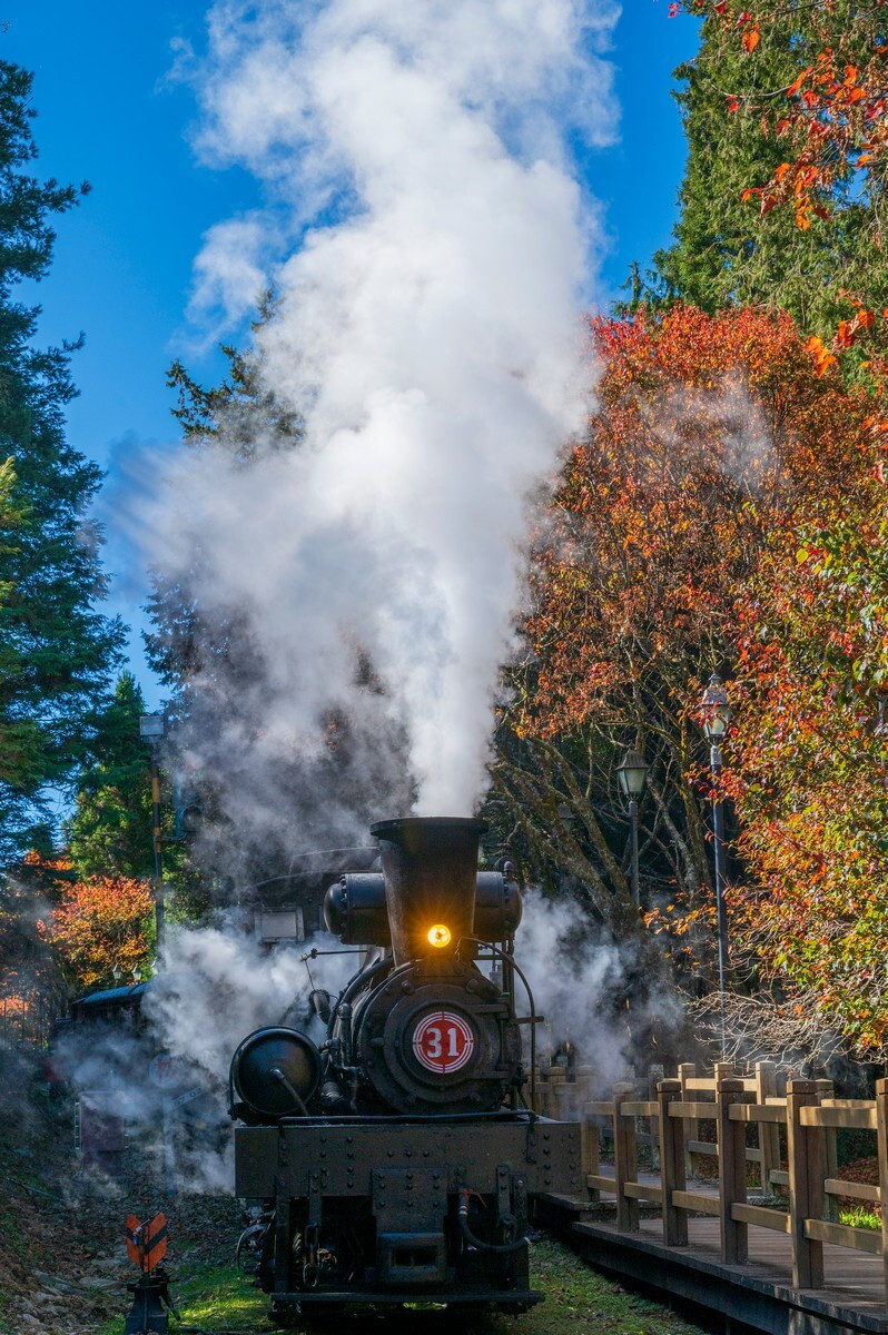 SL31號機關車與楓紅同框美景。（黃源明提供）