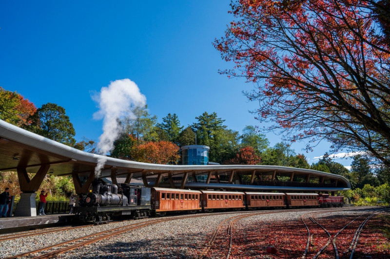 SL31號機關車進入祝山車站的精采畫面。（黃源明提供）
