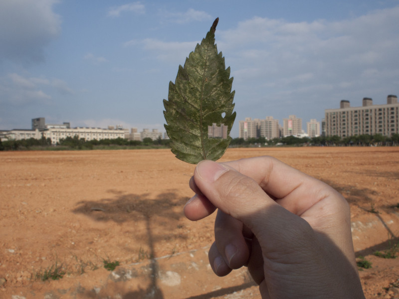 王雅慧《葉洞》微噴輸出於半光面相紙，37.5 × 50公分（×6）。2011。台北市立美術館典藏。（北美館提供）