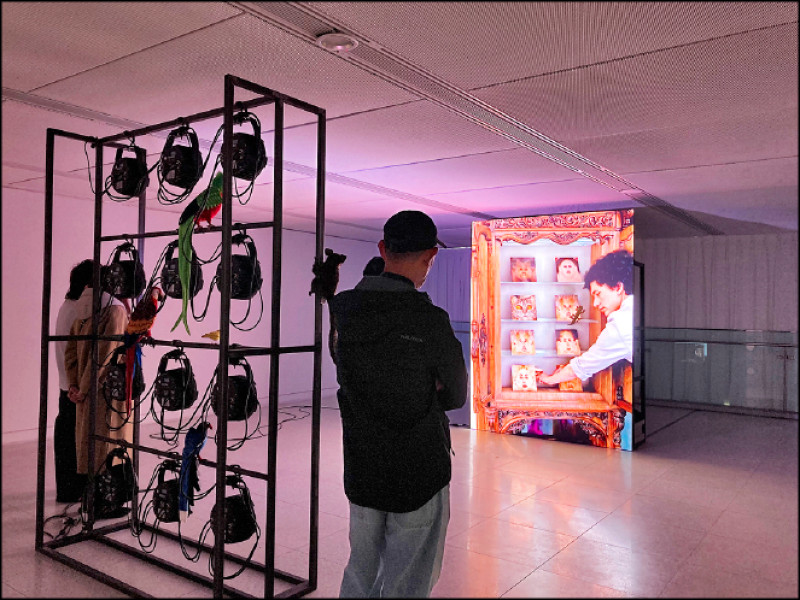 〈成為我們？〉的投影燈上有台灣藍鵲等鳥類布偶。