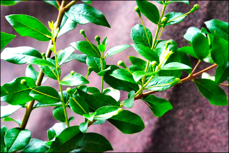 甜香桃木葉片富含油腺，揉碎後散發柔甜香氣，明亮清新卻不張揚。