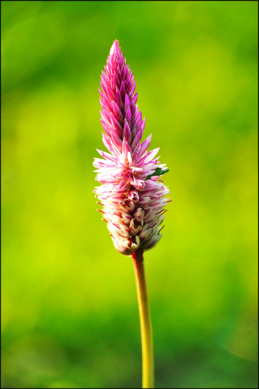 青葙花期很長。即便花穗頂端正持續抽出新花，底端早已悄悄成熟結實。