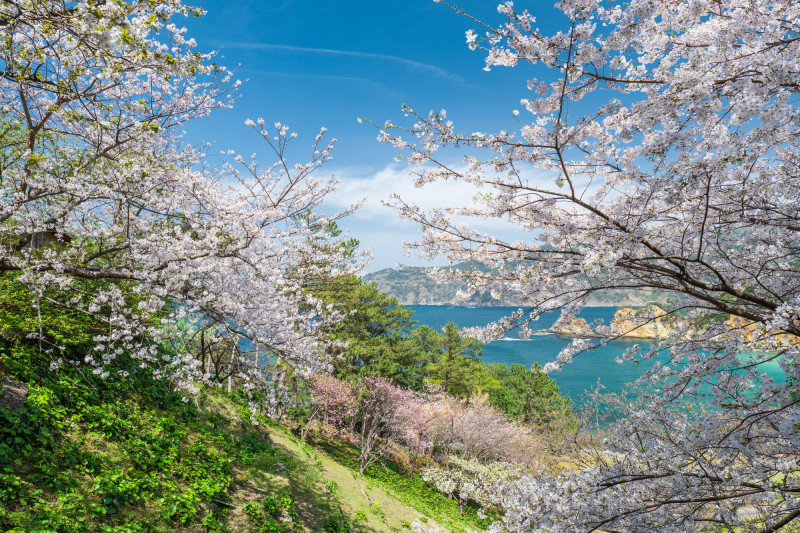 旅遊業者預估今年日本團費會比去年低，旅人不妨把握機會出遊。（晴天旅遊集團提供）