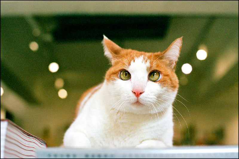 書店主人肉球。