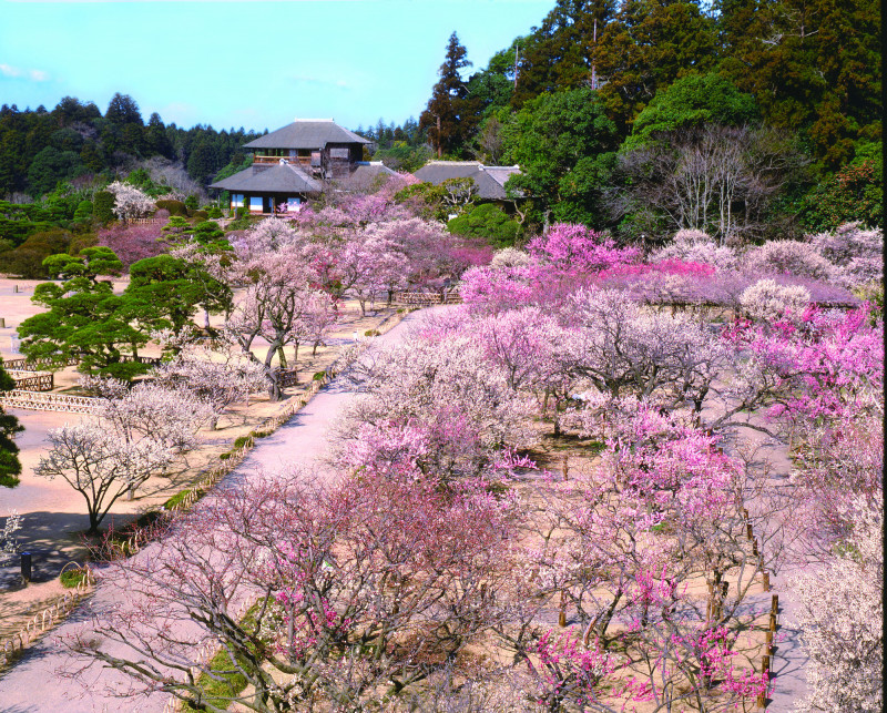 日本三大名園之一的偕樂園，一到春天就成為夢幻賞梅勝地。（茨城縣觀光誘客課提供）