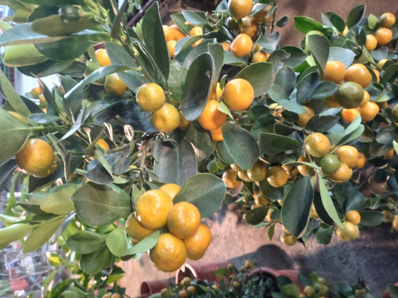 金桔原生於東南亞，是金柑與寬皮柑的雜交種，又稱四季桔。（蔡以倫攝）
