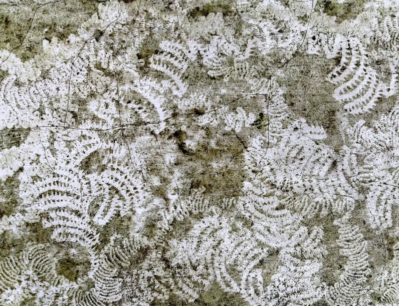 李若玫《蟲徑》，影像輸出於金屬相紙、裱於鋁板，20.3 x 26.5公分。2022。（耿畫廊提供）