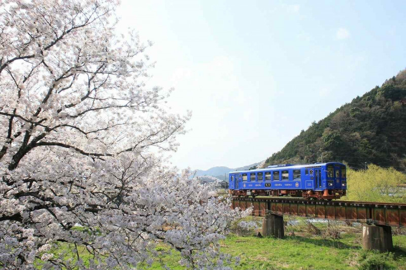 櫻花綻放時的若櫻鐵道。（鳥取縣政府提供）