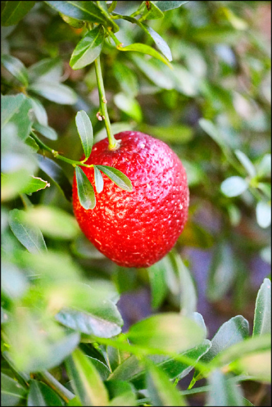 血檬果實成熟時，外皮鮮紅而細緻，在一眾綠葉之間格外醒目，令人驚豔。