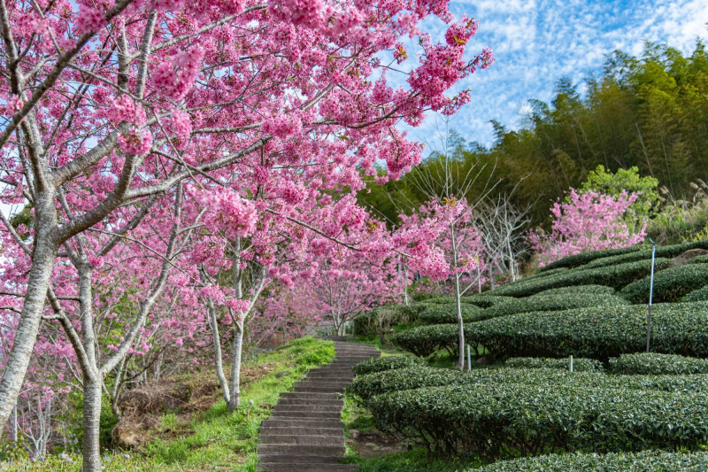從阿里山英迪格酒店周邊出發，旅客可依花期走進不同賞櫻祕境。（阿里山英迪格酒店提供）