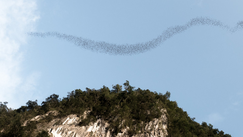 姆魯國家公園每日傍晚上演上百萬隻蝙蝠盤旋出洞的壯觀景象。（砂拉越旅遊局提供）