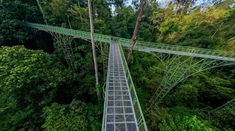 雨林探索中心設置懸於25公尺高、長達620公尺的高空樹冠步道。（Rainforest Discovery Centre提供）