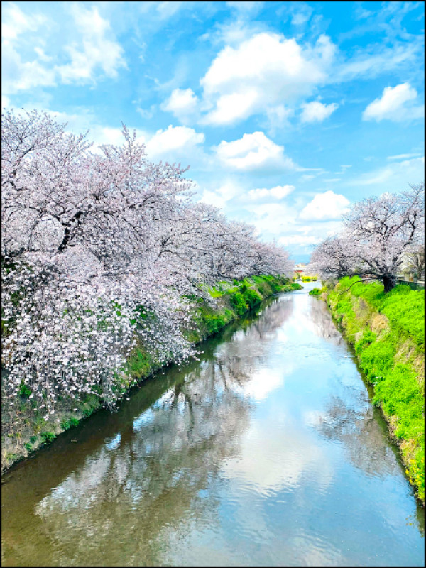 避開著名的賞花景點，人煙稀少的「穴場」一樣美景如畫。圖為埼玉縣深谷市的唐澤川櫻花。（劉黎兒攝）