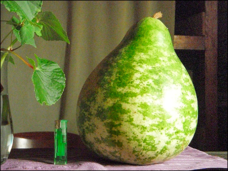 善意，竟變成了一種定時蔬菜轟炸術。