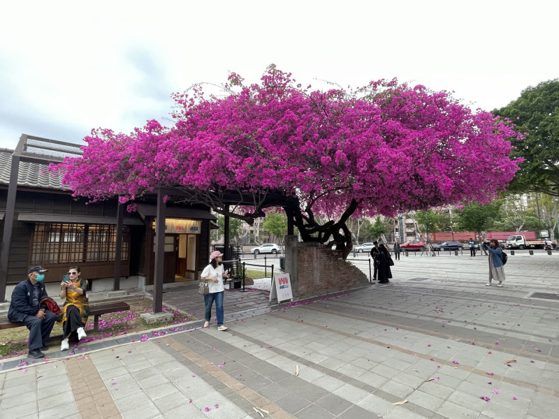 國漫館盛放九重葛今年樣貌。（擷自劉克襄臉書）